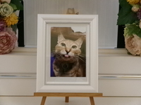 茨城町愛猫メイちゃん