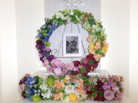 水戸市愛猫しっぽなちゃん