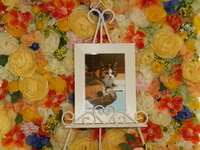 大子町愛猫ハッピーちゃん