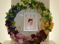 日立市愛猫あいちゃん