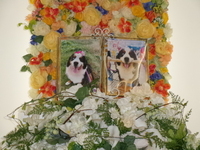 小美玉市愛犬ジェラちゃん