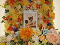 日立市愛猫らいちゃん