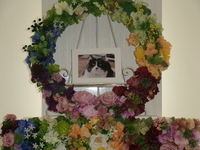 水戸市愛猫シオちゃん