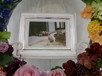 城里町愛猫ほわぞうちゃん