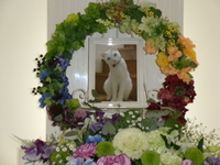 茨城町愛猫みすずちゃん