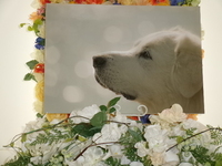 ひたちなか市愛犬雪ちゃん