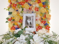 水戸市愛猫まるちゃん