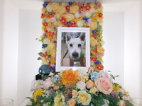 水戸市愛犬どんぐりちゃん