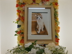茨城町愛猫ミルクちゃん