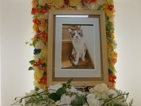 茨城町愛猫ミルクちゃん