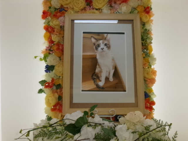 櫻井家ミルクちゃん.JPG