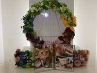 水戸市愛猫りくちゃん