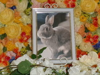 水戸市愛兎こたろうちゃん