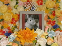 那珂市愛兎マロンちゃん