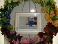 水戸市愛鳥ピーちゃん