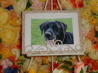 日立市愛犬バートン王子２世号ちゃん