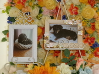 水戸市愛犬バースちゃん