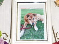 水戸市愛犬ヤマトちゃん