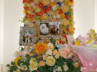 水戸市愛犬ココロちゃん