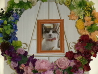 水戸市愛猫ふみちゃん