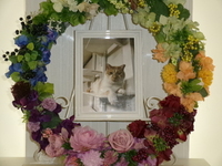 那珂市愛猫とらじろうちゃん