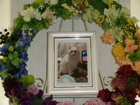 ひたちなか市愛猫佐藤ライトちゃん