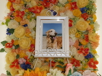 水戸市愛犬りのちゃん