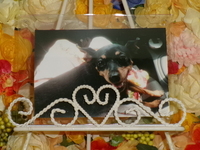 ひたちなか市愛犬リボンちゃん