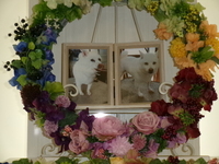 常陸太田市愛犬ありすちゃん