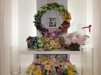 水戸市愛犬もなかちゃん