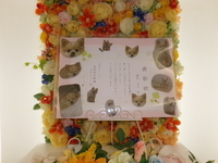 水戸市愛犬モモちゃん