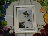 常陸太田市愛猫リンクちゃん