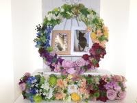 日立市愛猫アンちゃん