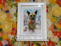 水戸市愛犬レイちゃん