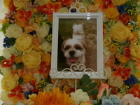 水戸市愛犬チョコちゃん