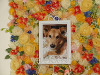 鉾田市愛犬カイトちゃん