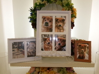 水戸市愛犬ケリーちゃん