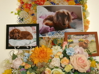 東海村愛犬リクちゃん