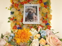 那珂市愛犬トトちゃん