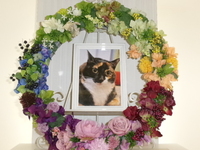 水戸市愛猫あんずちゃん