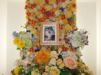 ひたちなか市愛犬こころちゃん