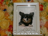 石岡市愛犬ななちゃん