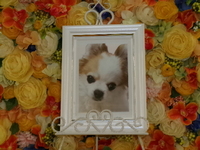 ひたちなか市愛犬くぅーちゃん