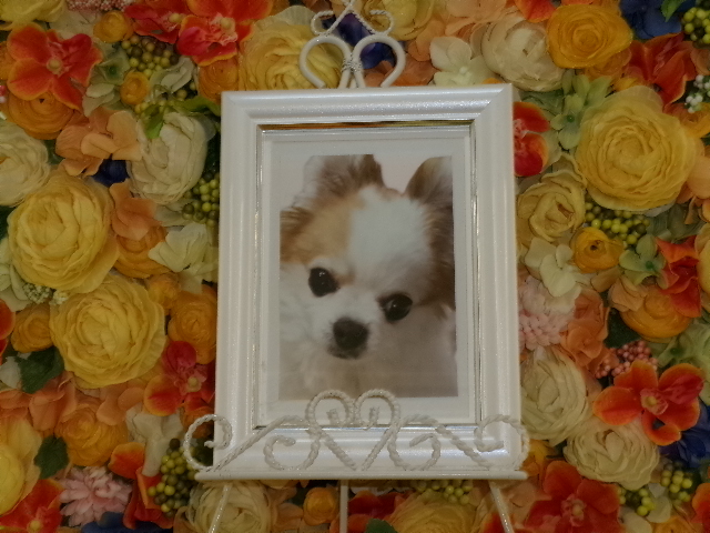 大内家愛犬くぅーちゃん.JPG