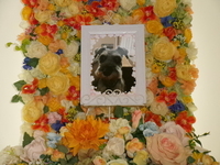 鉾田市愛犬モコちゃん