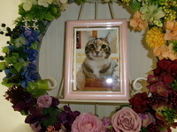 水戸市愛猫空ちゃん