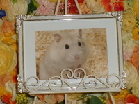 水戸市ハムスター・おもちちゃん