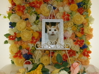 那珂市愛猫ひめちゃん