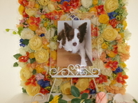 水戸市愛犬メルティちゃん