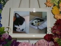 日立市愛猫にいちゃん